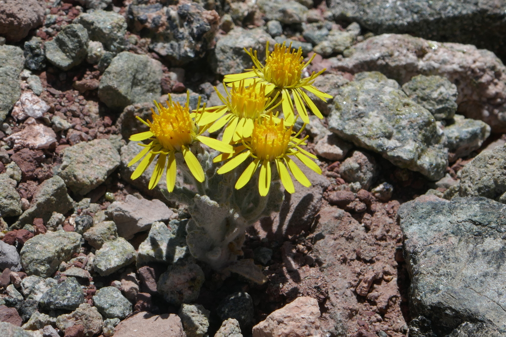 Trichocline caulescens