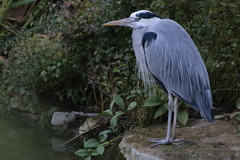 Ardea cinerea