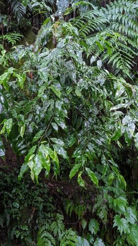 Ilex arisanensis (Ilex arisanensis)