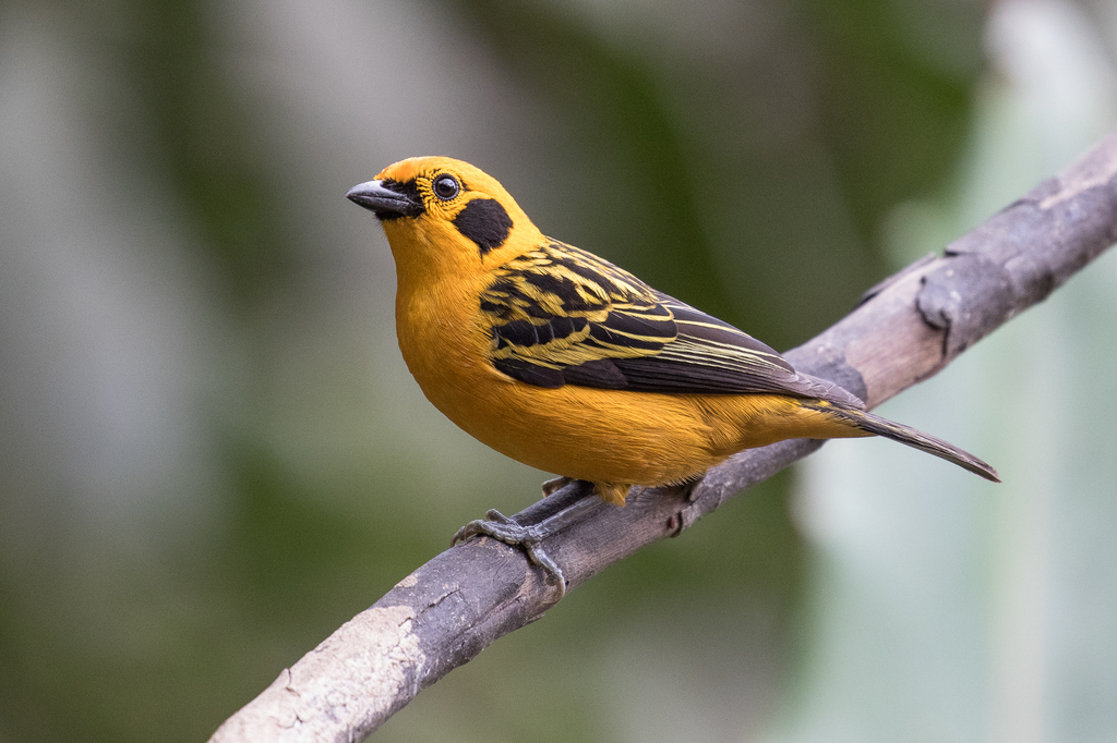 Golden Tanager