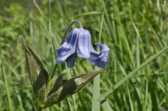 Clematis integrifolia