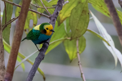 Chlorochrysa nitidissima