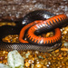 Black Swampsnake - Photo (c) Chris Harrison, some rights reserved (CC BY-NC), uploaded by Chris Harrison