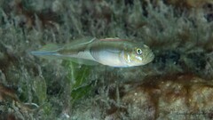 Banner Goby photo 3
