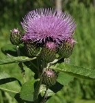 Cirsium helenioides