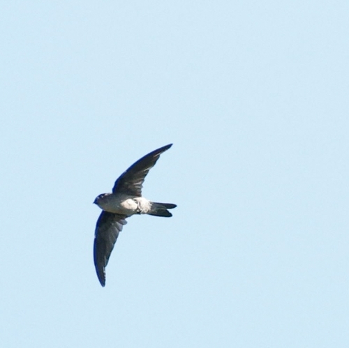 Seychelles Swiftlet (Aerodramus elaphrus), photo 7