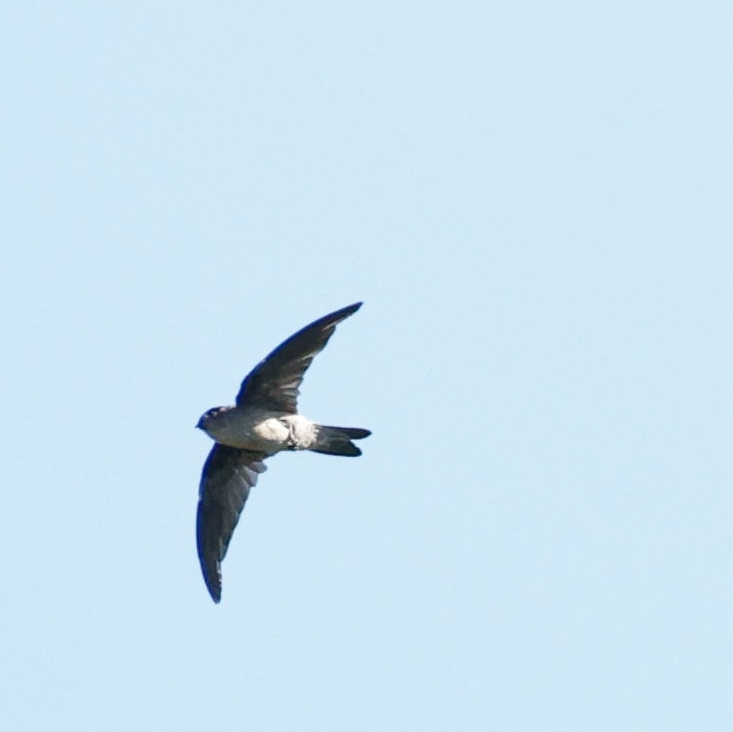 Seychelles Swiftlet (Aerodramus elaphrus), photo 3