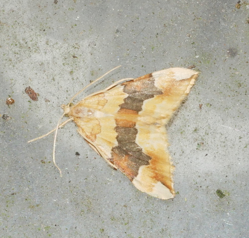 Barred Yellow, 6721 Bennekom, Nederland, photo 9 of 10