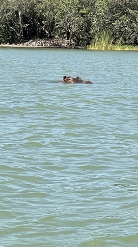 Common Hippopotamus