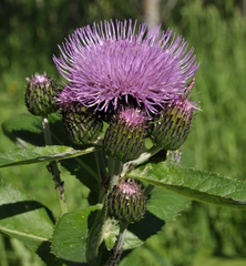 Cirsium helenioides