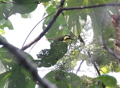 Arachnothera flavigaster