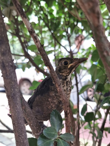 Chinese Blackbird