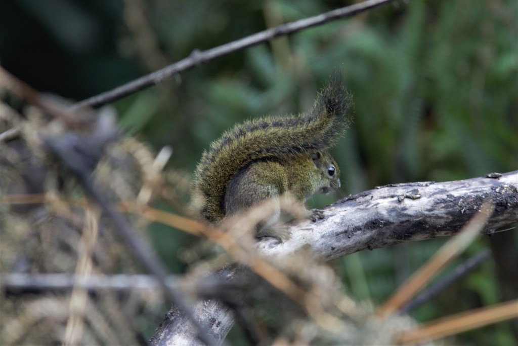 Lady Burton's Rope Squirrel