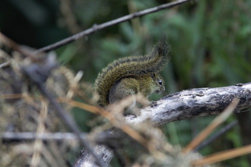 Funisciurus isabella