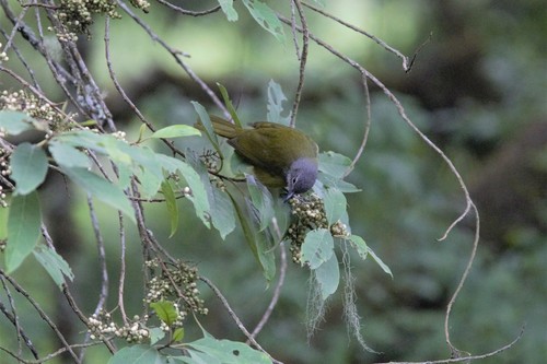Western Mountain Greenbul (Arizelocichla tephrolaema), photo 4
