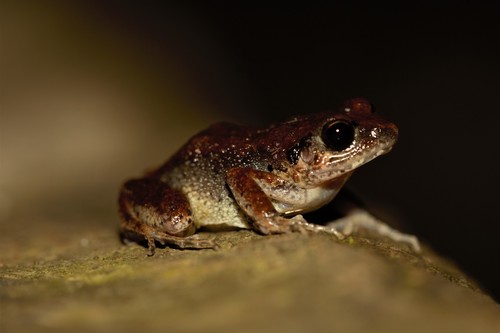 Mottled Squeaker, Arthroleptis poecilonotus