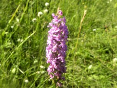 Gymnadenia densiflora