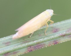 Cicadula