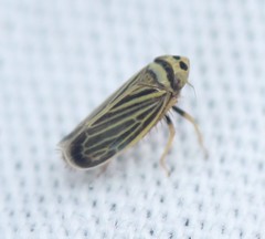 Amblysellus curtisii