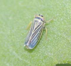 Amblysellus curtisii