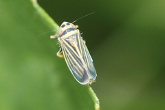 Amblysellus curtisii