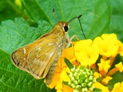 Atalopedes campestris huron