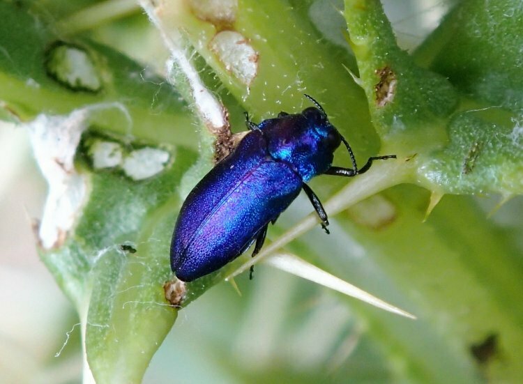 Meliboeus robustus from Širak, Arménie on July 6, 2019 at 0658 AM by