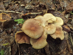 Gymnopus ocior