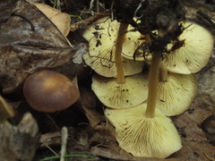 Gymnopus ocior
