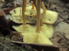 Gymnopus ocior