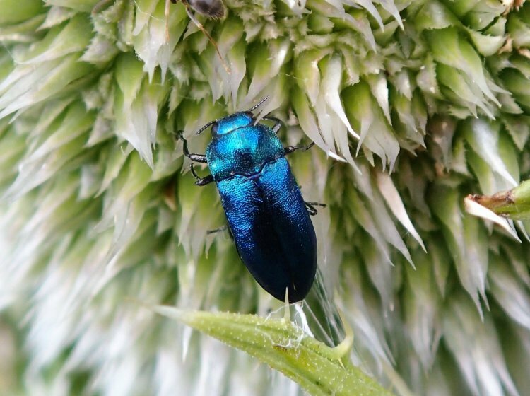 Meliboeus robustus