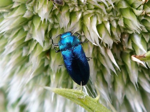 Meliboeus robustus · iNaturalist United Kingdom