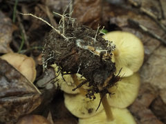 Gymnopus ocior