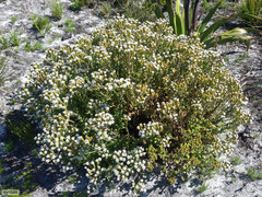 Pseudoselago peninsulae