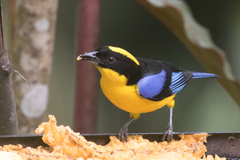 Anisognathus somptuosus