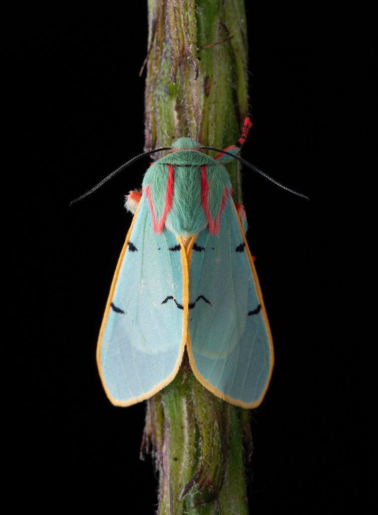 Chlorhoda