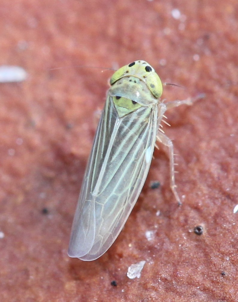 Graminella cognita