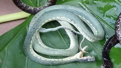 Bothrops bilineatus