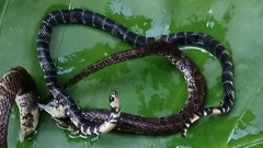 Atractus elaps