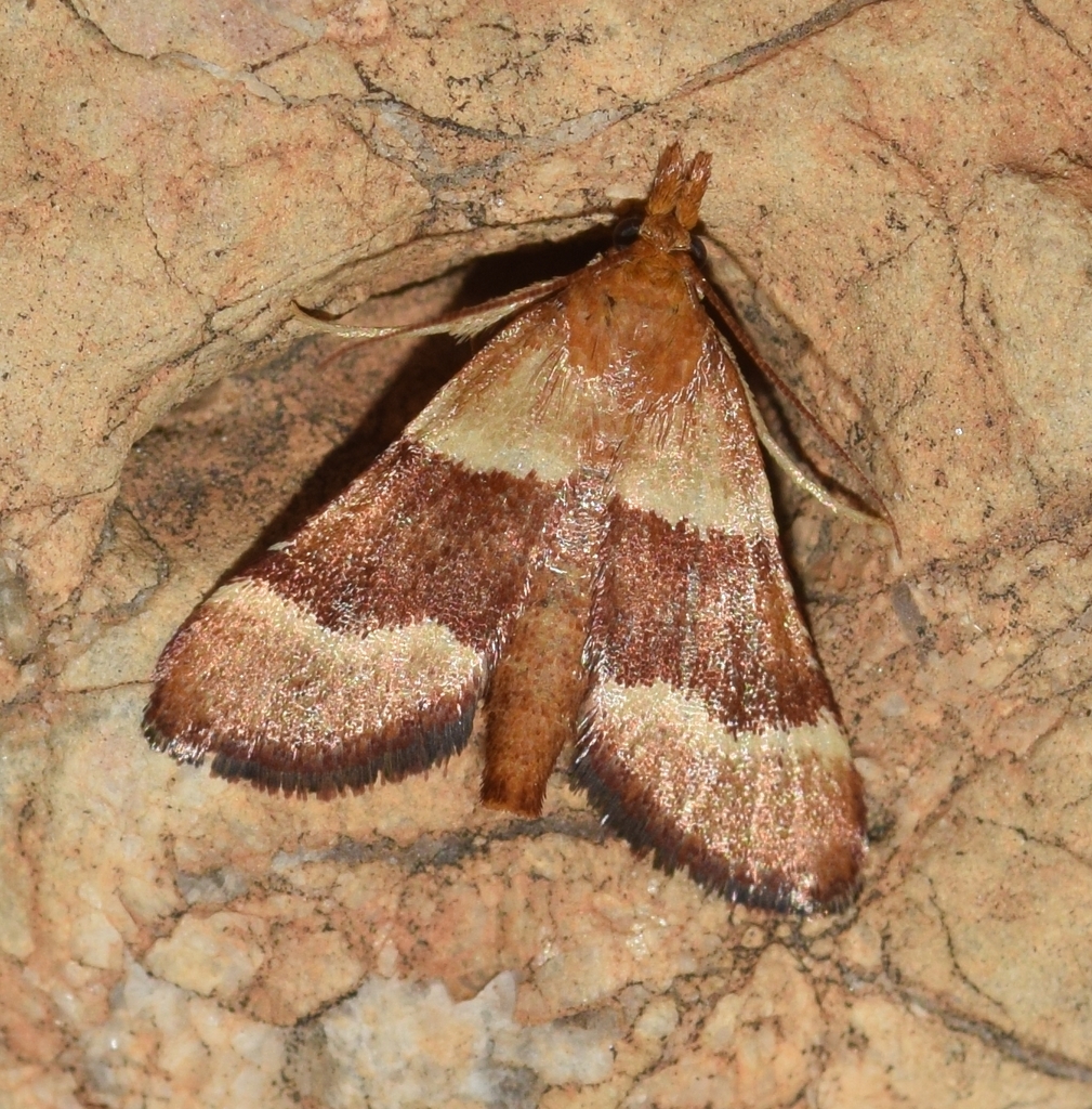 Stemmatophora combustalis