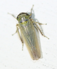 Limotettix