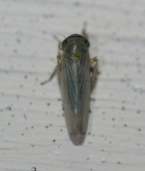 Limotettix