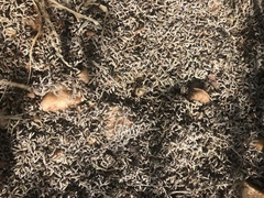 Selaginella nivea nivea