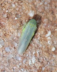 Balclutha abdominalis