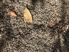 Selaginella nivea nivea