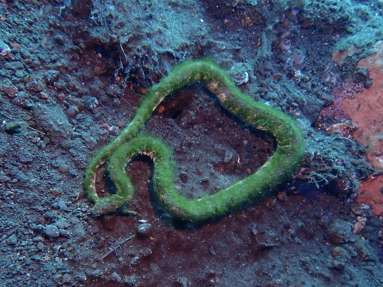 Acrochordus granulatus (Schneider, 1799)