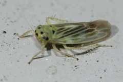 Macrosteles parvidens