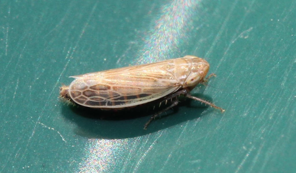 Psammotettix lividellus