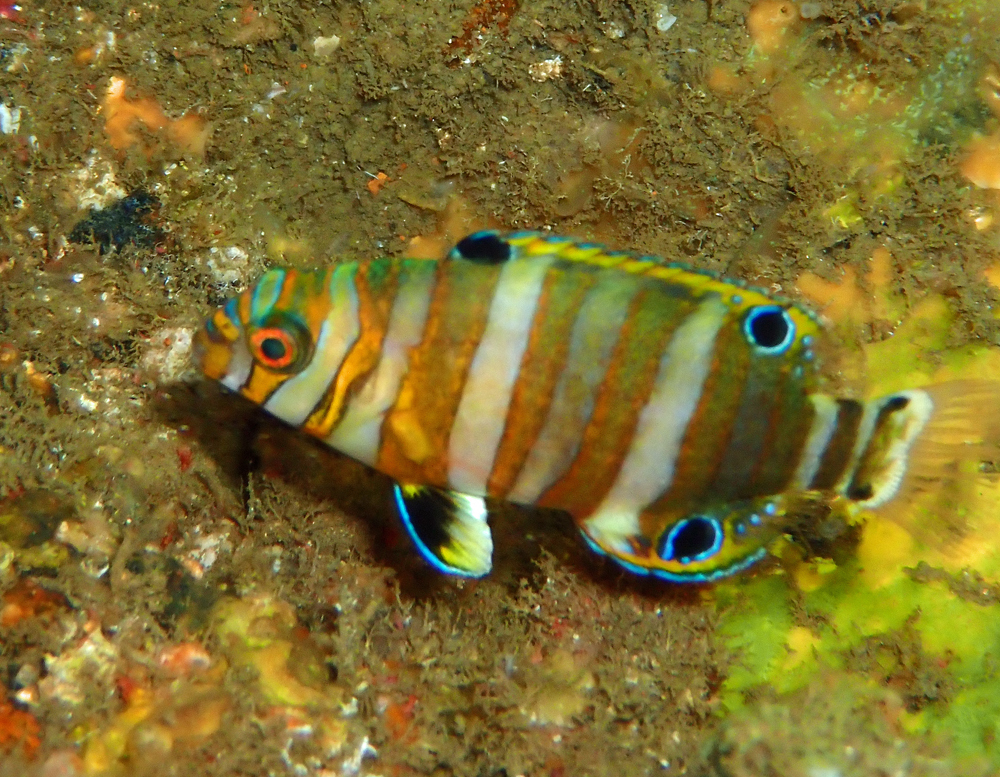 Harlequin Tuskfish
