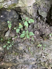Asteraceae
